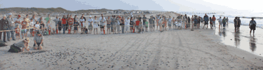 A crowd gathers for a hatchling release.