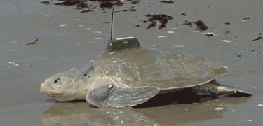 A Kemp's ridley returns to the Gulf with a radio transmitter so that her travels outside of nesting season can be tracked.