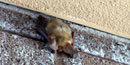 Pallid bat sleeping on a wall. Pallid bat sleeping on a wall.