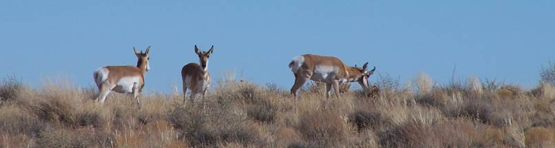 herd of pronghorn, Photo by Marge Post/NPS