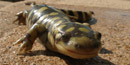 Eastern Tiger Salamander Eastern Tiger Salamander