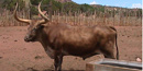 Longhorn steer at Pipe Spring National Monument Longhorn steer at Pipe Spring National Monument