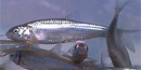 Rio Grande silvery minnow Rio Grande silvery minnow