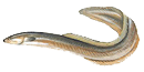 The American eel The American eel