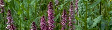 a photo of little pink elephant flowers