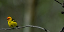 male Western Tanager with red head and yellow body male Western Tanager with red head and yellow body