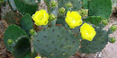 The pad, flower, and fruit of the prickly pear cactus are all edible. The pad, flower, and fruit of the prickly pear cactus are all edible.