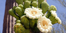 Saguaro Blossoms Saguaro Blossoms