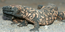 Gila Monster Gila Monster