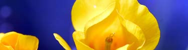 Mexican Poppy - Photo by John Williams, Park Ranger