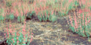 Sunset Crater penstemon in bloom Sunset Crater penstemon in bloom
