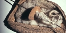cotton fiber with spindle and whorl cotton fiber with spindle and whorl