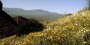 hillside with wildflowers hillside with wildflowers