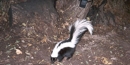 striped skunk striped skunk