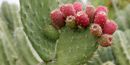 Prickly pear Prickly pear