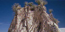 Photo of yucca growing on a dune Photo of yucca growing on a dune
