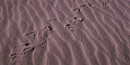 Photo of animal tracks Photo of animal tracks