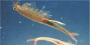 photo of fairy shrimp photo of fairy shrimp