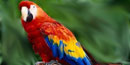 photo of scarlet macaw photo of scarlet macaw