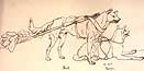 Dog Hooked to Travois for Transporting Goods. Dog Hooked to Travois for Transporting Goods.