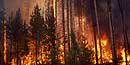 Fire in Yellowstone Pineland in 1988 Fire in Yellowstone Pineland in 1988