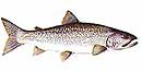 Lake Trout Illustration Lake Trout Illustration