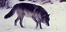 Yellowstone Wolf. Yellowstone Wolf.