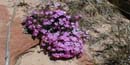 Phlox Phlox