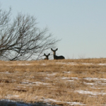 Lake Meredith National Recreation Area (U.S. National Park Service)