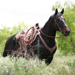 Miles of trails are available for horseback riding