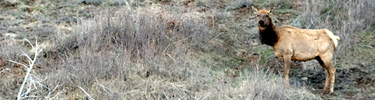 Rocky Mountain elk in field.