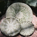 Tohono O'odham Basketry