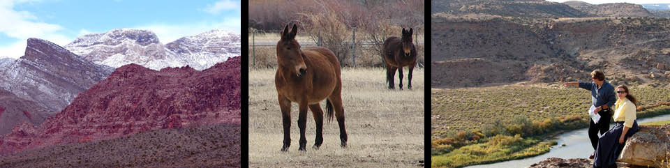 Red Rock Country, pack mules, Gunnison River