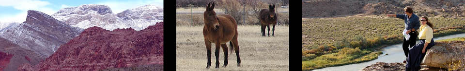 Red Rock Country, pack mules, Gunnison River