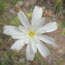 Learn more about spring wildflowers