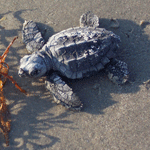 Hatchling releases