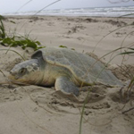 Kemp's ridley Nesting