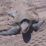 2013 Sea Turtle Nesting Season