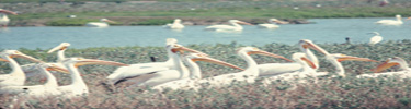 White pelican rookeryWeb