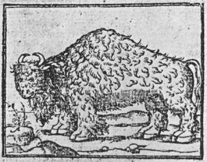 Buffalo picture in Lopez de Gomara history, 1554 Buffalo picture in Lopez de Gomara history, 1554