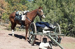civil war horse pdl civil war horse pdl