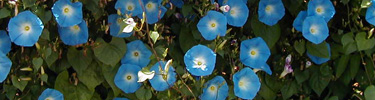 Flower-(top)