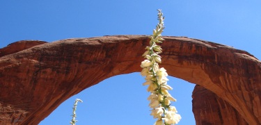Flowering Yucca in Rainbow Bridge Foreground