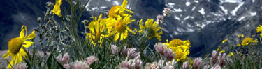 a photo of alpine sunflowers
