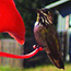 Calliope Hummingbird