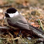 Mountaini Chickadee