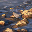 Water Ouzel