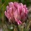 Parry Clover