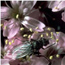 Animal Pollinator