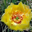 Prickly Pear Cactus